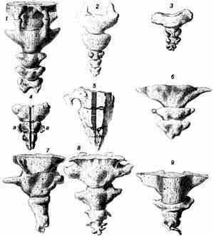 nine coccyxes