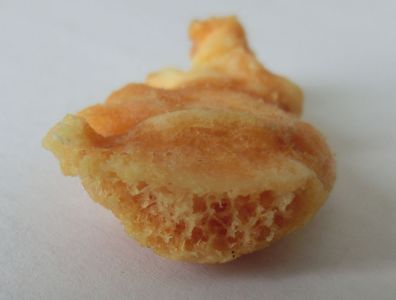 coccige