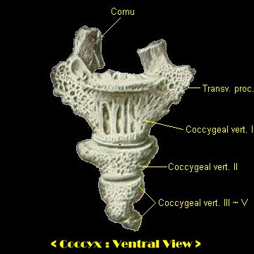coccyx, ventral view