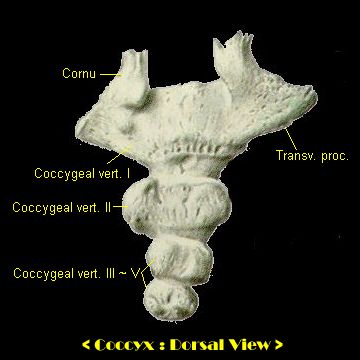 coccyx, dorsal view