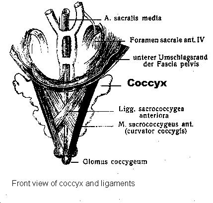front view of coccyx and ligaments
