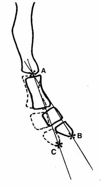 Range of motion of the coccyx
