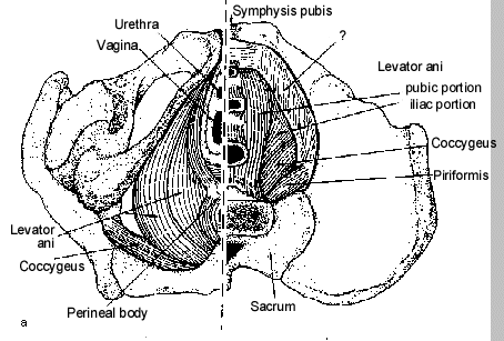 Figure 1. The Pelvic Floor