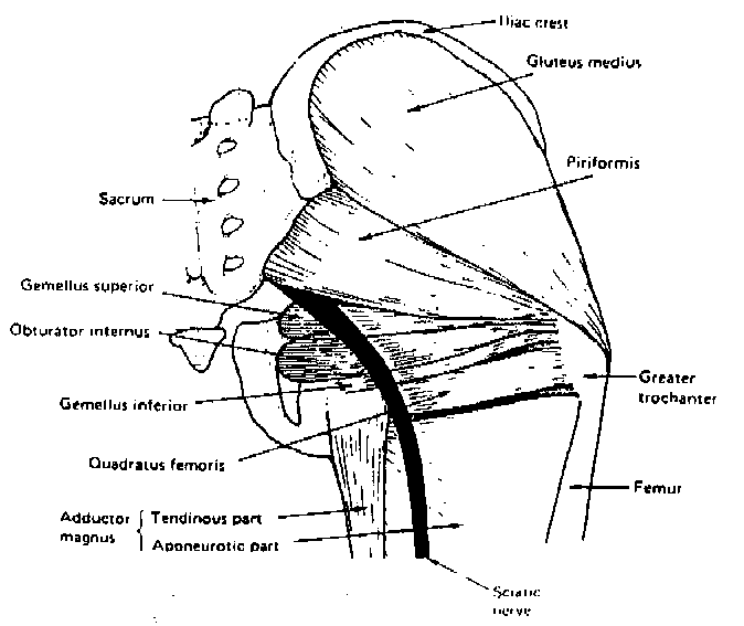 The Posterior Muscles of the Hip