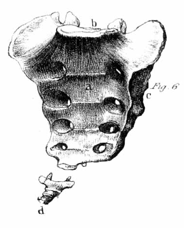coccyx and sacrum